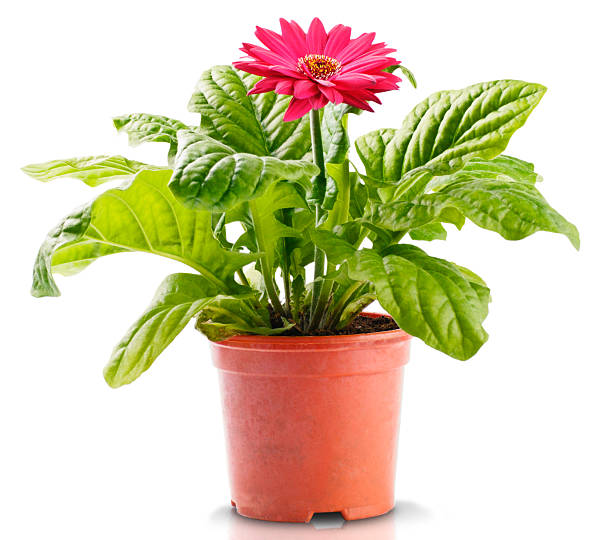 Red Gerbera in Flowerpot Red Gerbera in Flowerpot on White Background gerbera daisy stock pictures, royalty-free photos & images