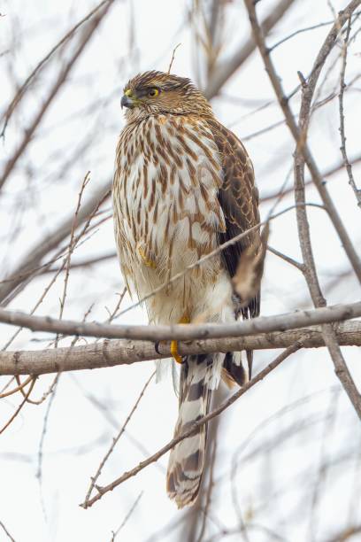 istock Majestic hawk perched on a barren winter tree branch against a cloudy sky 1549320222