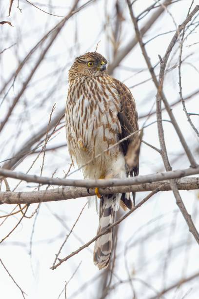 istock a hawk sitting on the branch of a tree in winter 1549320223