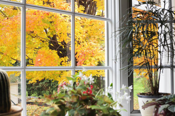 Crisp yellow and orange autumn sugar maple leaves - many still on the tree, many already fallen - viewed through the backyard window with potted plants in shallow DOF foreground. Slight reflections of the decorative cross pieces can be seen on the double-paned glass in this large bay window.