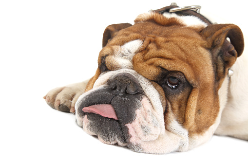 Tired bulldog in front of white background