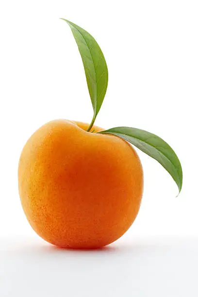 Photo of Apricot