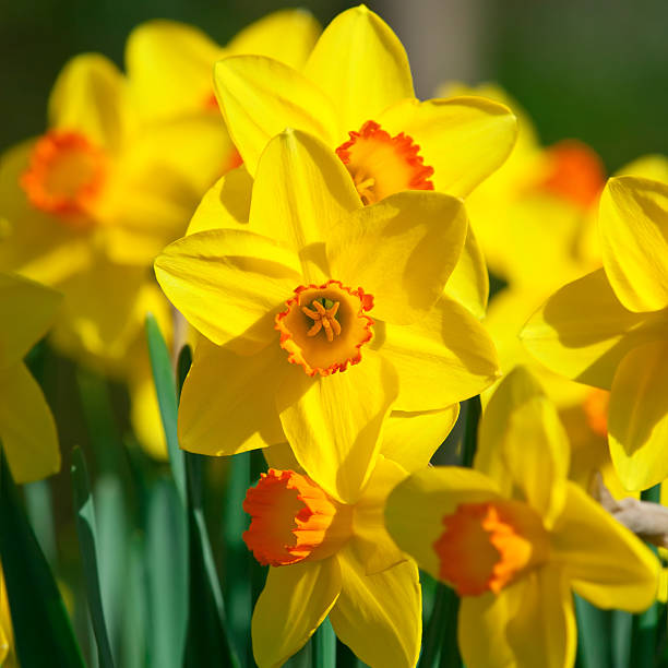 Bunch of daffodils, Narcissus 'Orangery' cultivar - VI stock photo