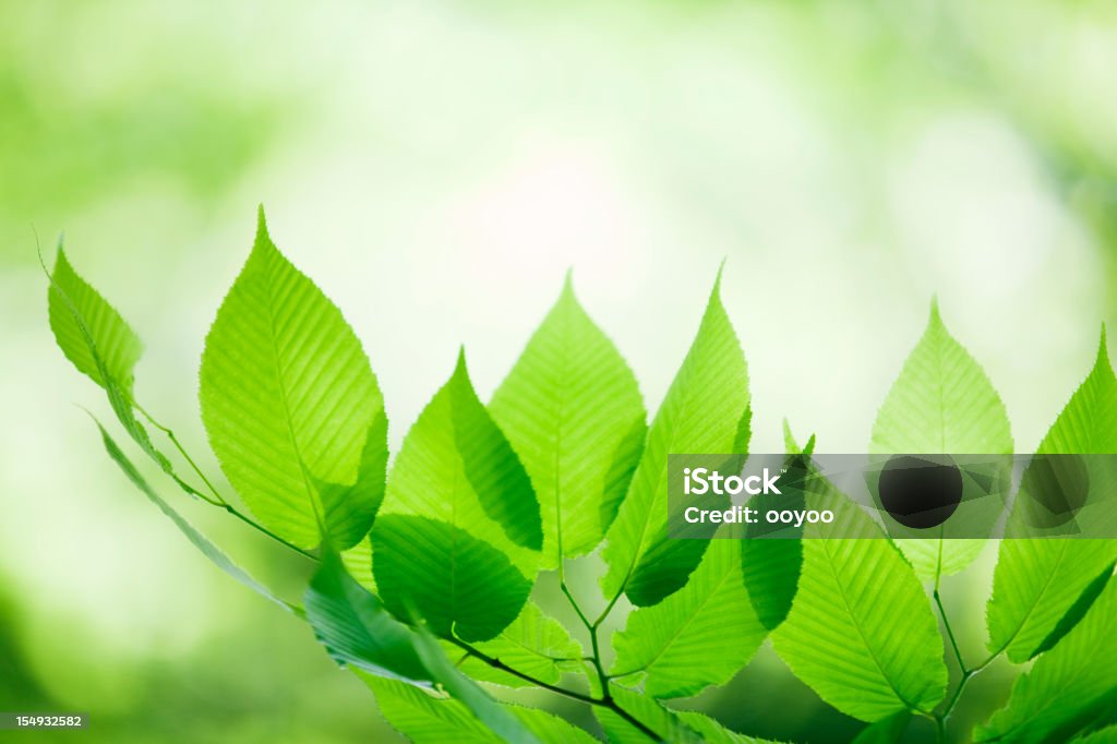 Folhas frescas - Foto de stock de Beleza natural - Natureza royalty-free