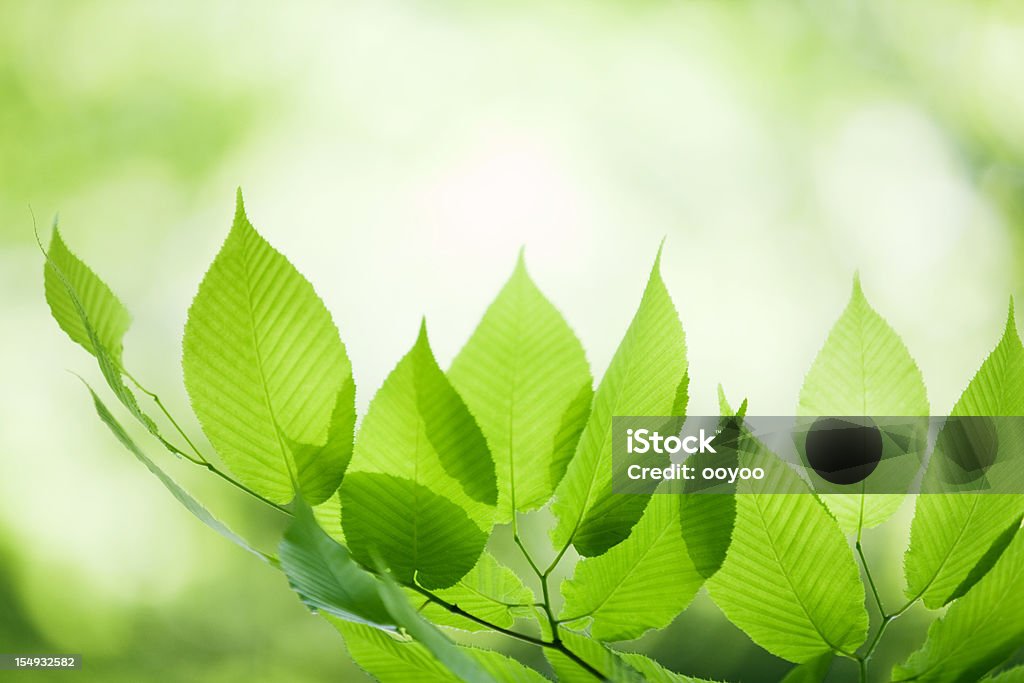 Свежие листья - Стоковые фото Без людей роялти-фри