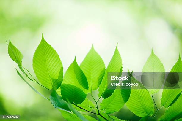 Свежие Листья — стоковые фотографии и другие картинки Без людей - Без людей, Весна, Ветвь - часть растения