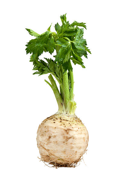 Image of growing celery on white background Root of celery. celery stock pictures, royalty-free photos & images