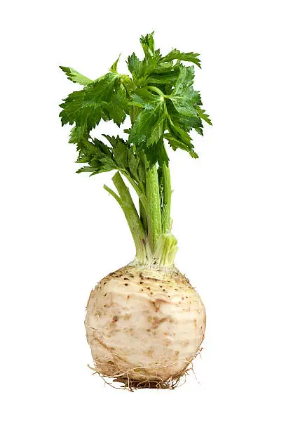 Root of celery.