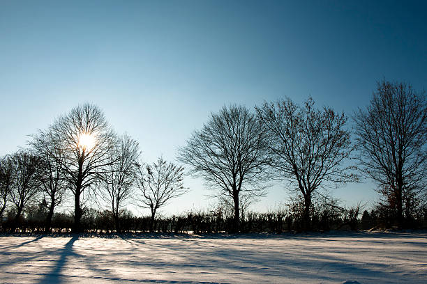 paisagem - lumber industry cold day forest imagens e fotografias de stock