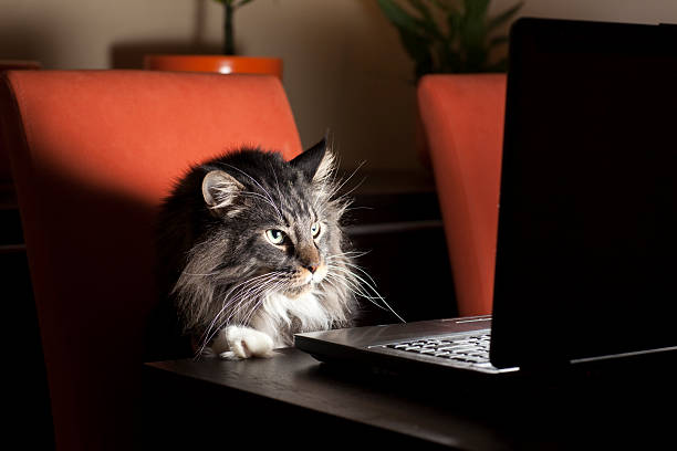 Cat With Laptop stock photo