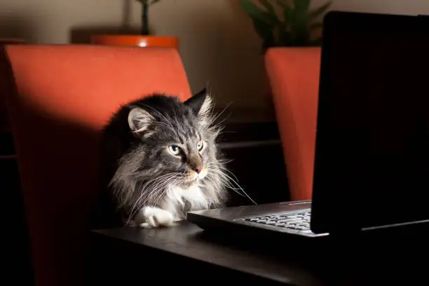 Cat Off Labtop 50,000+ Cat Laptop Pictures | Download Free Images on Unsplash