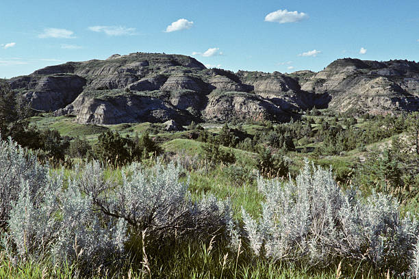Sagebrush and Badlands Canyon Theodore Roosevelt National Park lies where the Great Plains meet the rugged Badlands near Medora, North Dakota, USA. The park's 3 units, linked by the Little Missouri River is a habitat for bison, elk and prairie dogs. The park's namesake, President Teddy Roosevelt once lived in the Maltese Cross Cabin which is now part of the park. This picture of a classic badland formation was taken from the Scenic Loop Drive. jeff goulden badlands stock pictures, royalty-free photos & images