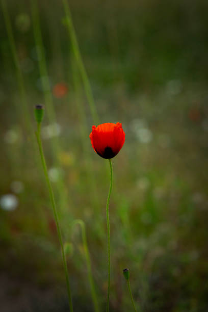 istock Poppy flower, nature background 1549328099