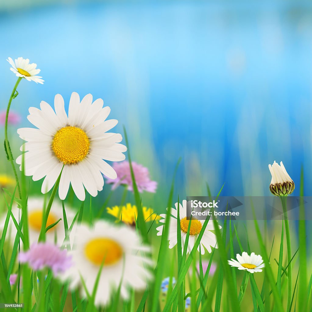 Daisies на озеро - Стоковые фото Луг роялти-фри