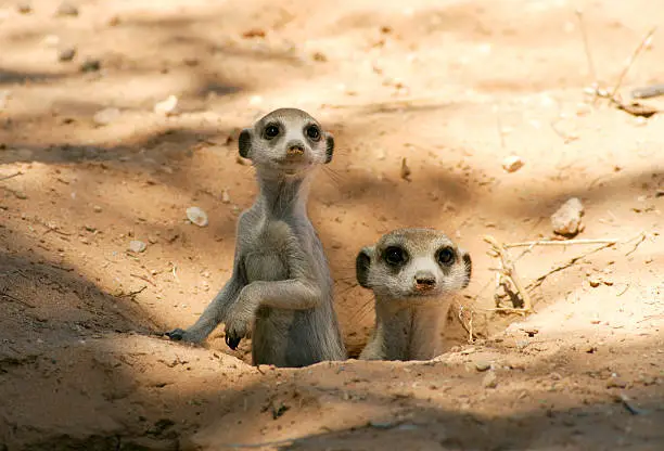 A meerkat mother and pup in there shady burrow in a wild kalahari habitat.