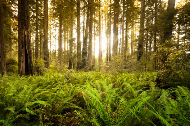 istock Redwood trail through trees in the forest 154932985