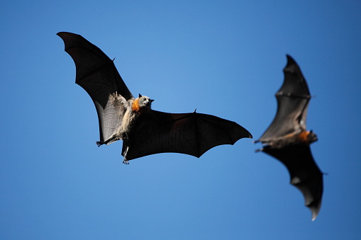 Flying foxes showing off their massive wing span. Victoria, Australia.