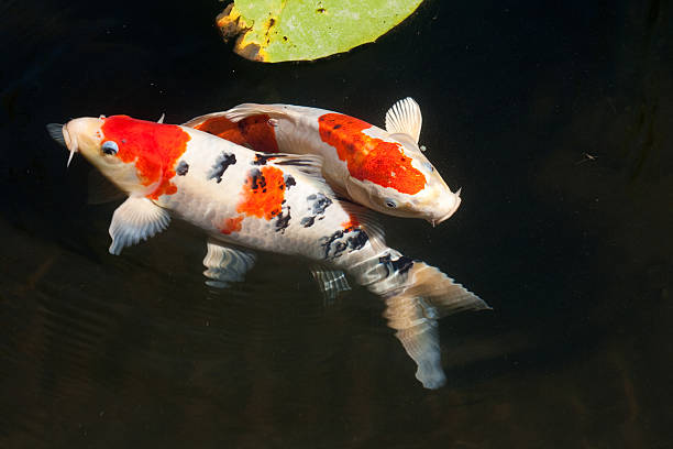 Two entwined koi fish in a dark pond stock photo