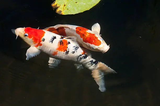 Two koi fish in a lily pond
