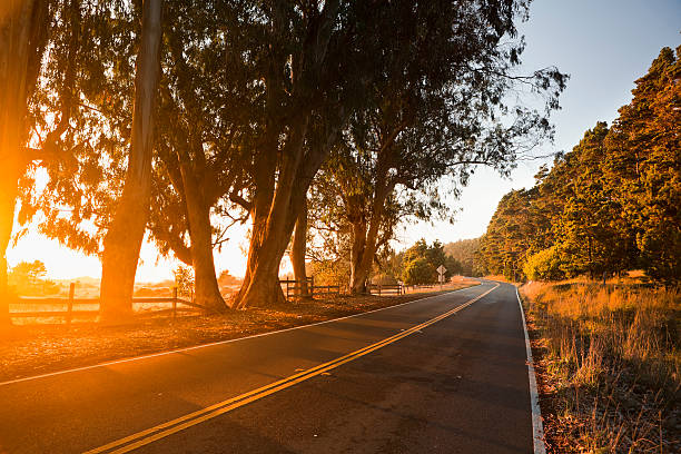 istock Trees at sunset over a country road 154933093