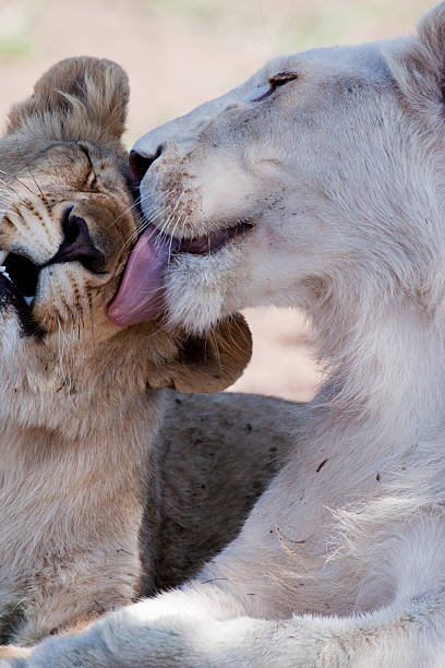 istock Albino Lion licking 154933215
