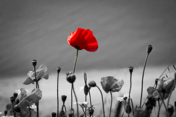 istock Red poppy flower 1549332173