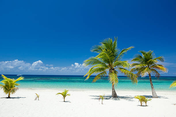 Tropical Palm Trees on Beach stock photo