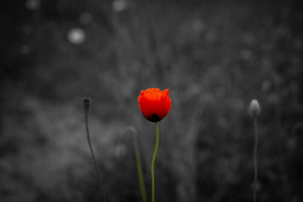 Red poppy flower, black and white background