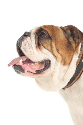 English bulldog portrait-side view-isolated on white background
