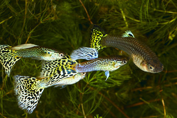 A guppy in an aquarium, photographed with a macro lens.