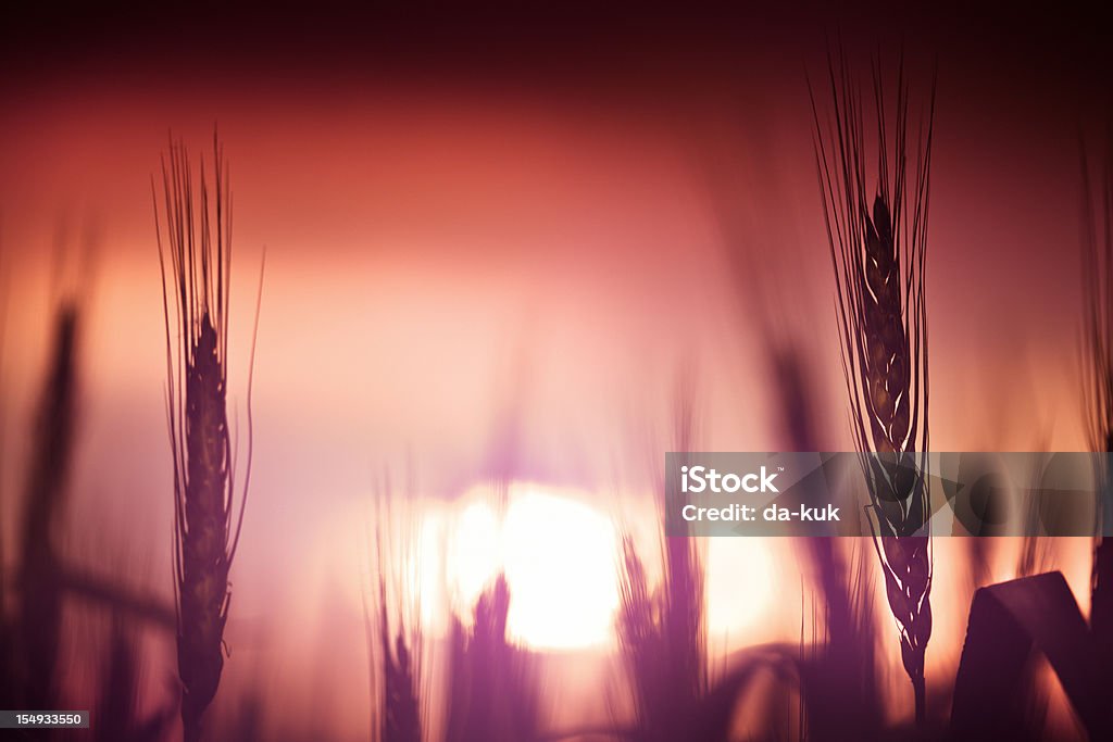 Champ de blé au coucher du soleil - Photo de Culture agricole libre de droits