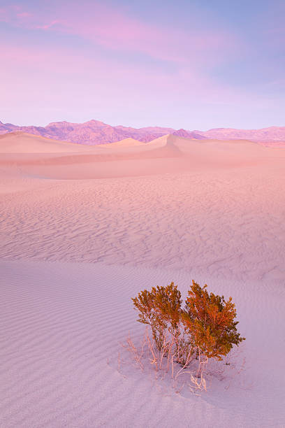 sand dunes y creosote al atardecer - sand dune sand orange california fotografías e imágenes de stock