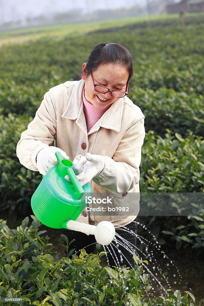 Mulher Regar as plantas asiática - Royalty-free 40-44 anos Foto de stock