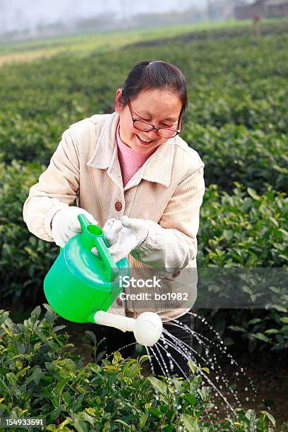 Mulher Regar As Plantas Asiática - Fotografias de stock e mais imagens de 40-44 anos - 40-44 anos, Adulto, Adulto maduro
