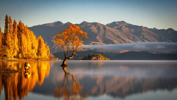 Person captured capturing photo of Wanaka tree