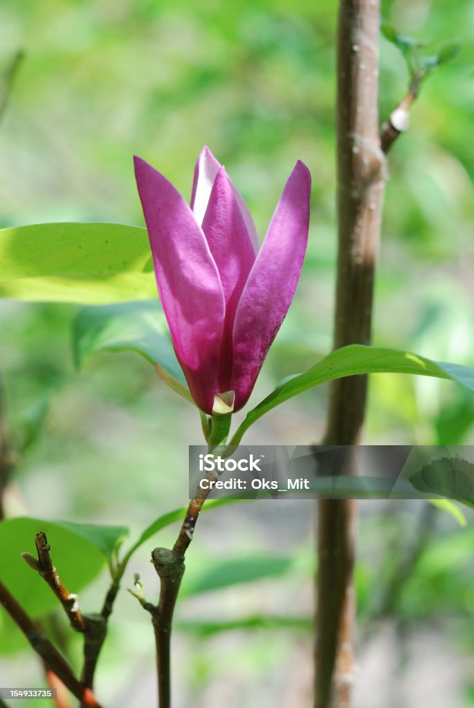 Fiore di magnolia nel giardino verde - Foto stock royalty-free di Ambientazione esterna