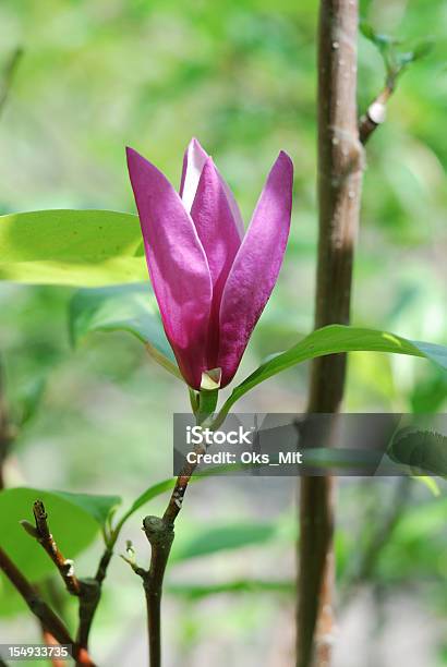 Fiore Di Magnolia Nel Giardino Verde - Fotografie stock e altre immagini di Ambientazione esterna - Ambientazione esterna, Bellezza, Bellezza naturale