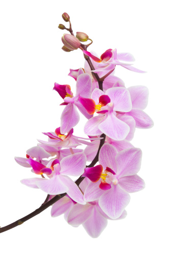 pink orchid on white