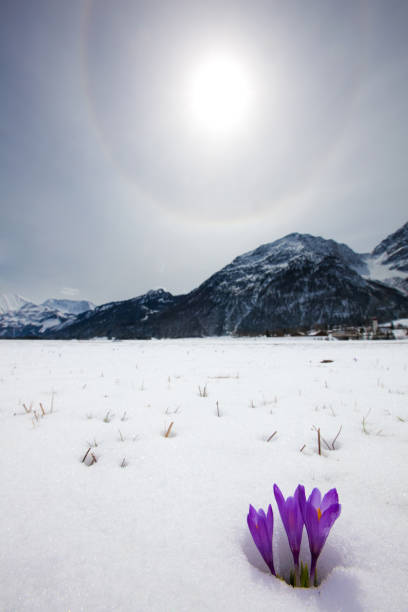 kit di scongelamento neve e prossimi croco in primavera, tirolo, austria - snow crocus flower spring foto e immagini stock