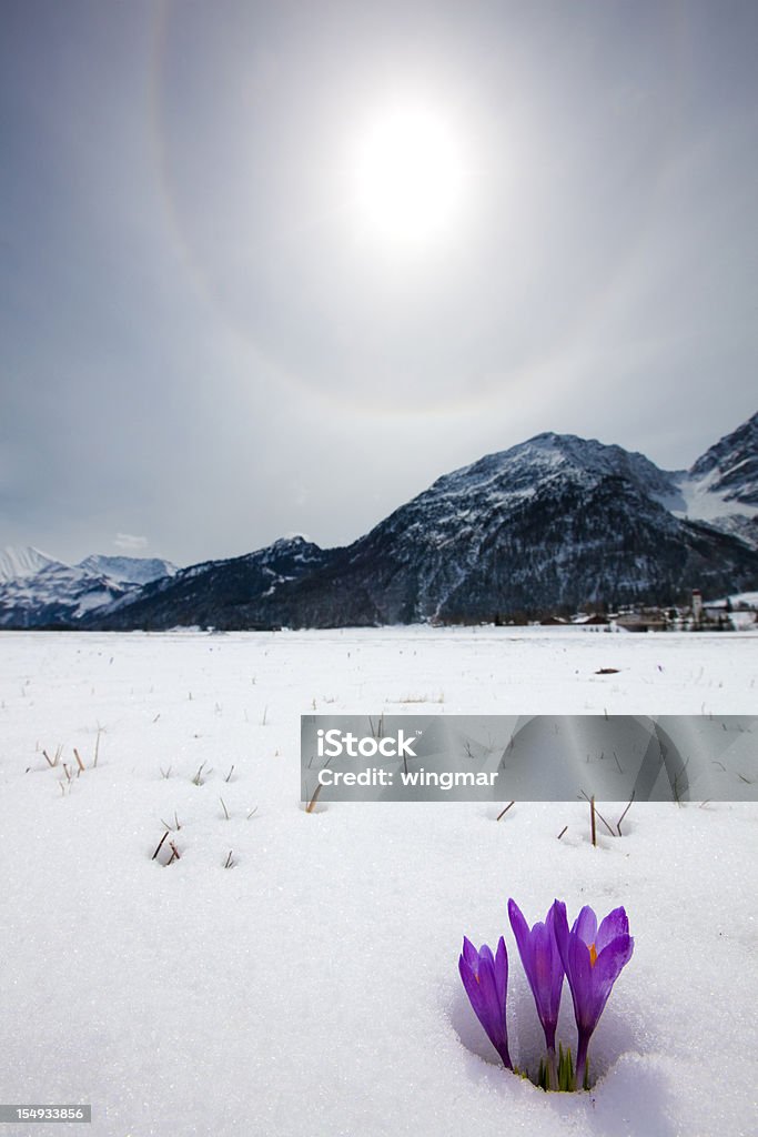 Rozmrażanie śniegu i nadchodzące Krokus w sprężynę, Tyrol, austria - Zbiór zdjęć royalty-free (Śnieg)
