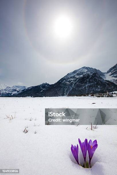 Rozmrażanie Śniegu I Nadchodzące Krokus W Sprężynę Tyrol Austria - zdjęcia stockowe i więcej obrazów Śnieg