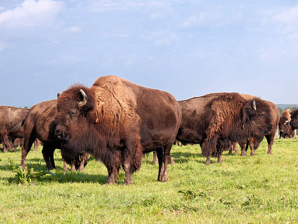 istock Herd of American buffalo bison 154933899