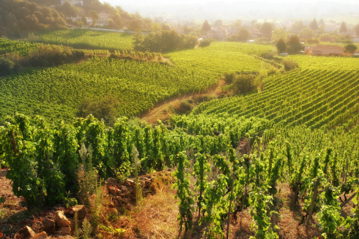 Sunrise view of rows of syrah grapevines along a rolling hillside near the village of Cornas in the Rhône Valley, France.