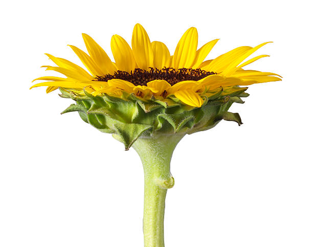 해바라기 - single flower sunflower daisy isolated 뉴스 사진 이미지