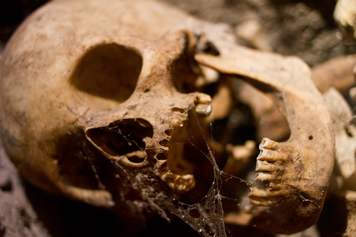 Human skull with spider net (shalow DOF)