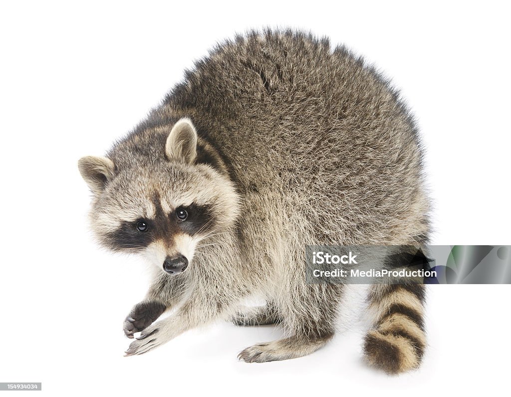 Raccoon - Lizenzfrei Waschbär Stock-Foto