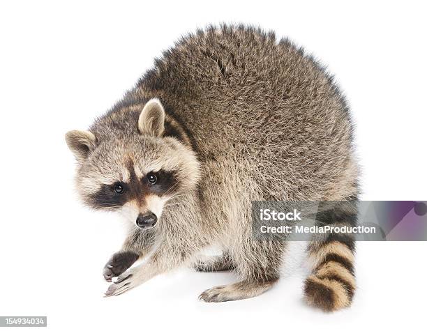 Raccoon Stockfoto und mehr Bilder von Waschbär - Waschbär, Weißer Hintergrund, Freisteller – Neutraler Hintergrund