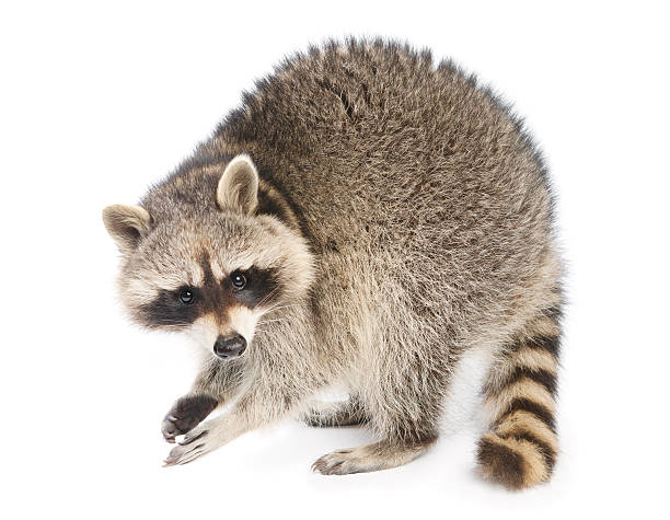 Raccoon Related light box: racoon stock pictures, royalty-free photos & images