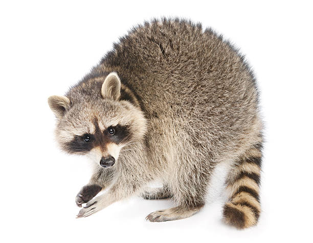 енот - raccoon стоковые фото и изображения