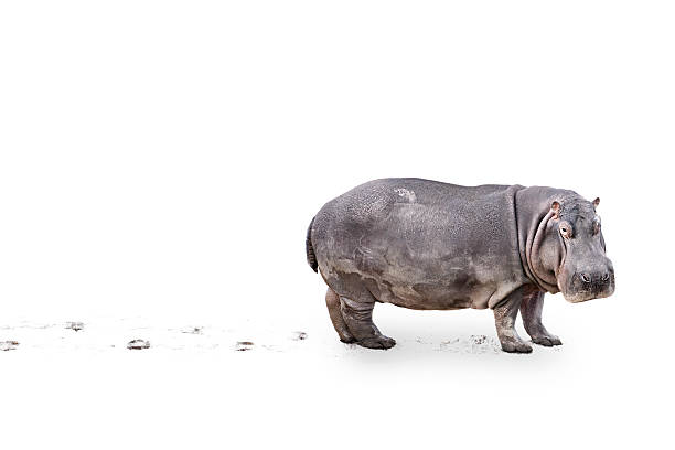 Hippopotamus Hippopotamus on white with dirty feet animal track photos stock pictures, royalty-free photos & images